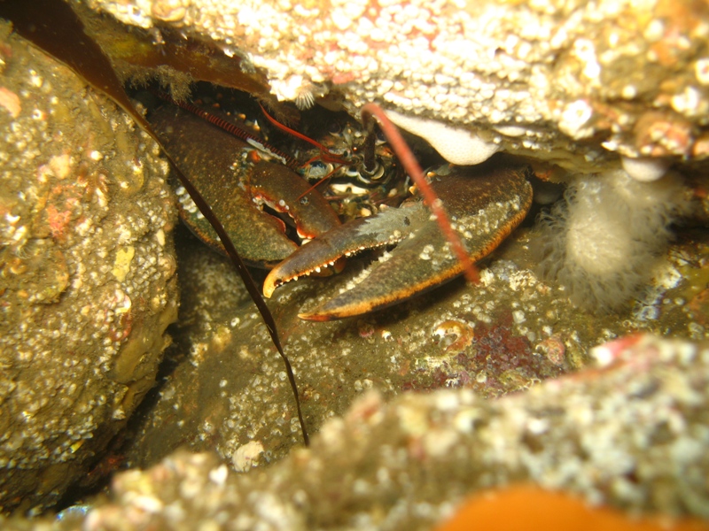 2009-05-24 St Abbs 029.jpg